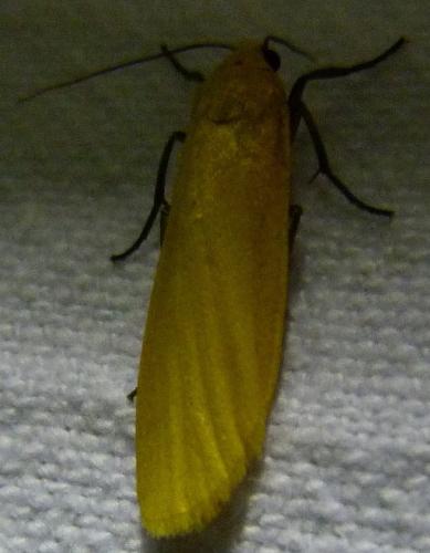 Réf. 283 924 : Eilema sororcula